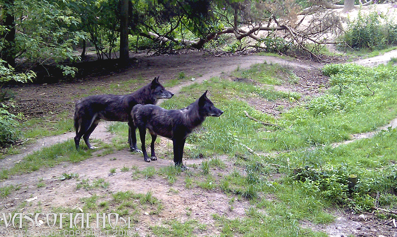 Wolves at Wildpark Gangelt 12-06-2011